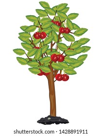 Tree cherry on white background is isolated
