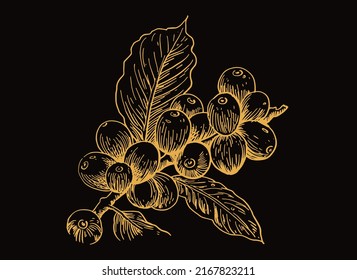 tree and coffee cherries in gold ink on black. coffee tree for brochure designs, graphics, fabric patterns, and advertisements. mural art coffee shop.