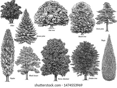 Tree collection, illustration, drawing, engraving, ink, line art, vector