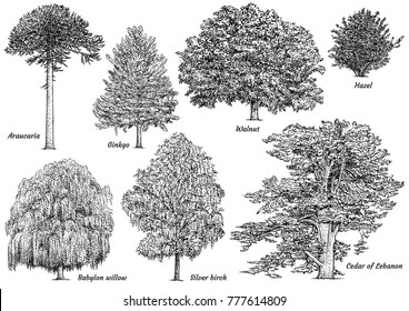 Tree collection illustration, drawing, engraving, ink, line art, vector