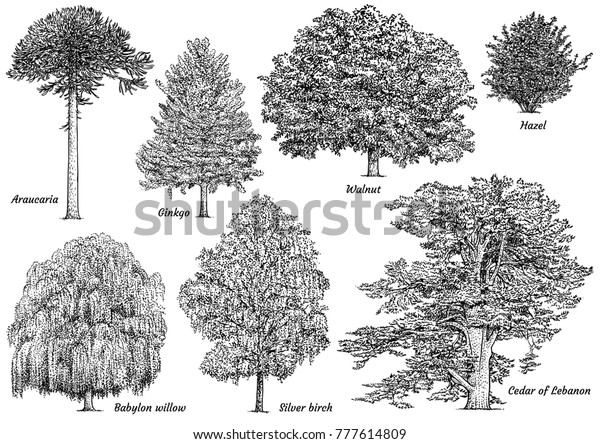 Tree collection illustration, drawing, engraving,\
ink, line art, vector