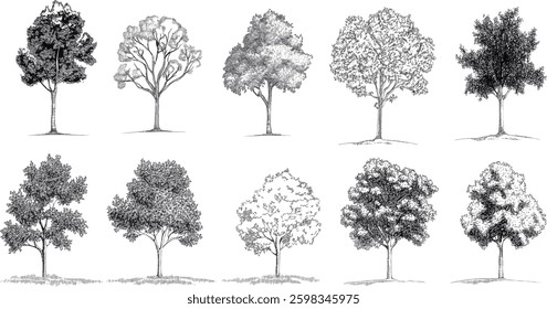Tree Collection Vector Illustration, Isolated on White Background