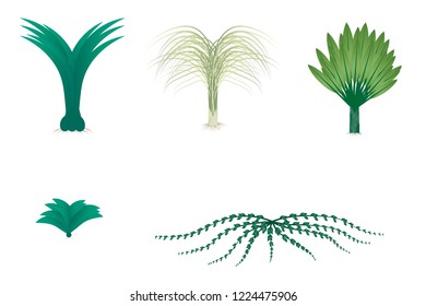 Tree Collection White Background