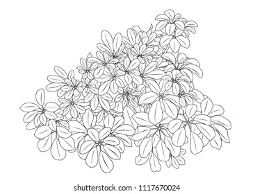 Tree Coloring Book, Jungle Plant Hand Drawn Leaves For Design And A Coloring Sheet. Vector Illustration