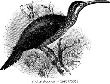 Tree Creeper bird perched on a branch, vintage line drawing or engraving illustration.