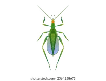 Tree Cricket Vector Art isolated on white background
