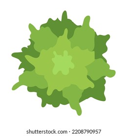 Baumkrone. Luftsicht, grünes Laub, Park, Wald, Pflanzen einzeln auf Weiß. Vektorgrafik für Landschaft, Natur, Umweltkonzept