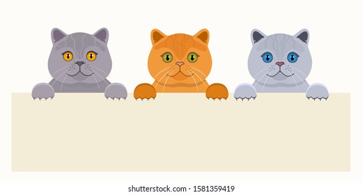 Tree cute british cats are behind the empty banner. Vector cartoon illustration