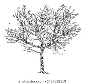 Tree deciduous bare, spring, buds, single, sketch, vector hand drawing isolated on white