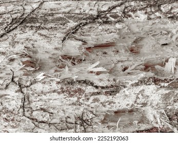 Tree Distress Texture. Rustic Wood Design. Old Rough Texture. Unusual Wood Texture. White Tree Scratch. Worn Wood Art. Rustic Creative Surface. Closeup Tree Surface. Old Wood Grain. Dirty Rustic Tree