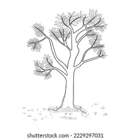 Tree drawing black outline on white background for coloring books page