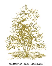 tree drawing on white. sketch vector illustration