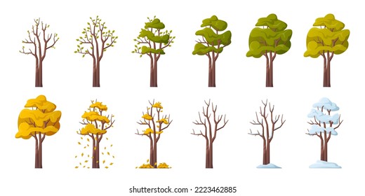Tree during seasonal changes, isolated plant with blooming leaves in spring. Lush greenery and blossom in summer. Falling leaves in autumn and covered with snow in winter. Vector in flat style