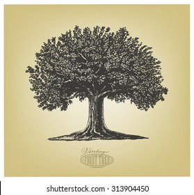 Tree In Engraving Style.  Vector Illustration Of A Fruit Tree In Vintage Engraving Style. Isolated, Grouped.
