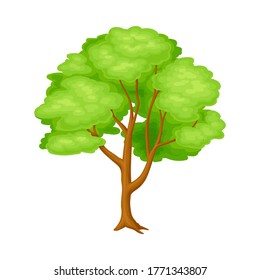 Tree with Exuberant Green Foliage and Trunk Vector Illustration