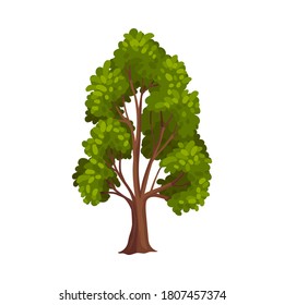 Tree with Exuberant Green Foliage and Trunk Vector Illustration