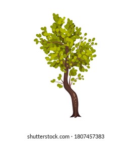 Tree with Exuberant Green Foliage and Trunk Vector Illustration