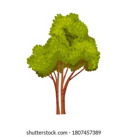 Tree with Exuberant Green Foliage and Trunk Vector Illustration