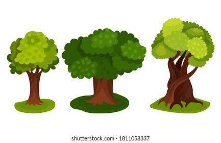 Tree with Exuberant Green Foliage and Trunk Vector Illustration