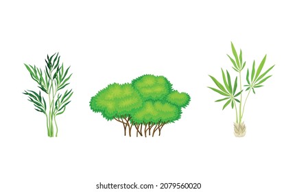 Tree with Exuberant Green Foliage and Trunk Vector Set