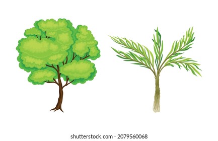 Tree with Exuberant Green Foliage and Trunk Vector Set