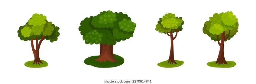 Tree with Exuberant Green Foliage and Trunk Vector Set