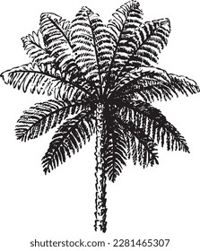 Tree Fern black and white pen and ink line drawing illustration logo vector graphic spot