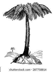 Tree fern, vintage engraved illustration. Earth before man  1886.