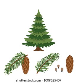 Tree fir(fur-tree), branch of fir, cone and seeds isolated on white background. Vector illustration.