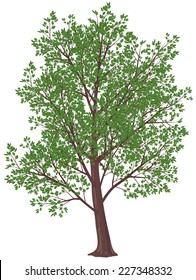 Tree in florescence. Gradients free. Eps8. CMYK