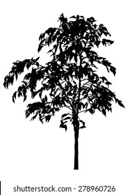 Tree, flower Benjamin - ficus tree, branches with leaves. Black silhouette, on white background. isolated - vector