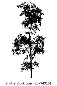 Tree, flower Benjamin - ficus tree, branches with leaves. Black silhouette, on white background. isolated - vector