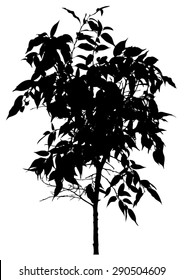 Tree, flower Benjamin - ficus tree, branches with leaves. Black silhouette, on white background. isolated - vector