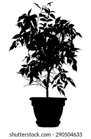 Tree, flower Benjamin - ficus tree, branches with leaves in the flowerpot. Black silhouette, on white background. isolated - vector
