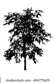 Tree, flower Benjamin - ficus tree, branches with leaves. Black silhouette on white background, isolated vector