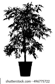 Tree, flower Benjamin - ficus tree, branches with leaves. Black silhouette on white background, isolated vector