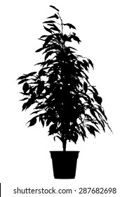 Tree, flower Benjamin - ficus tree in flowerpot, branches with leaves. Black silhouette, on white background. isolated - vector