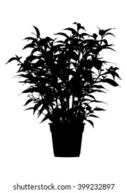 Tree, flower Benjamin - ficus tree in flowerpot, branches with leaves. Black silhouette, on white background. isolated - vector