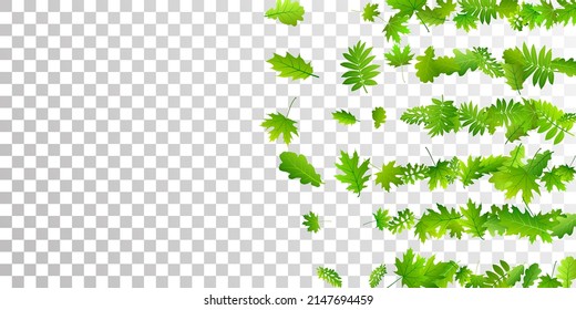 Tree foliage delicate vector background. Wild tree foliage macro. Rowan and maple leaves isolated. Herbal organic background. Plant elements beautiful backdrop.