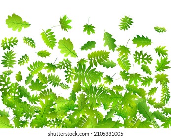 Tree foliage delicate vector design. Tropical tree foliage macro. Rowan and oak leaves pattern. Herbal eco wallpaper. Wild nature bright backdrop.
