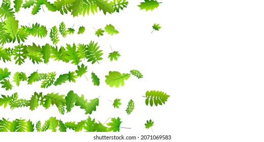 Tree foliage delicate vector pattern. Realistic tree foliage closeup. Rowan and oak leaves flying. Herbal organic design. Plant elements vibrant backdrop.