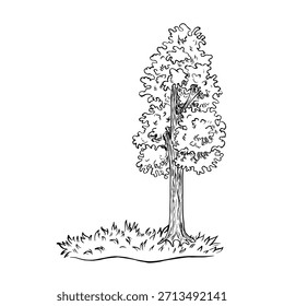 Un árbol con follaje que crece en un césped herboso. Una Ilustración vectorial dibujada a mano en blanco y negro. Aislar. Perfecto para hacer postales, Anuncios, folletos, carteles, etiquetas e impresiones.