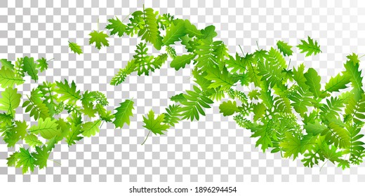 Fondo vectorial frondoso del follaje del árbol. Cerrando el follaje de los árboles salvajes. Mezcla de muchas hojas diferentes cayendo. Fondo orgánico botánico. Vector rústico de naturaleza silvestre.