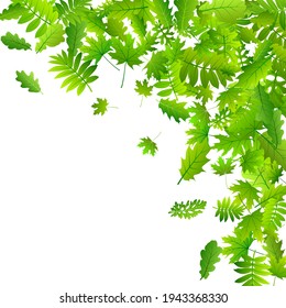 Tree foliage rustic vector design. Tropical tree foliage macro. Rowan and maple leaves composition. Botanical eco concept. Fresh floral vibrant backdrop.