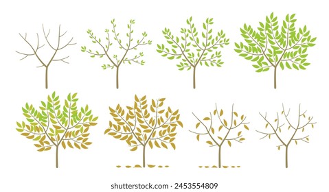 Tree foliage seasons change. The process of withering. Vector illustration.
