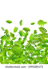 Tree foliage simple vector composition. Tropical tree foliage closeup. Rowan and oak leaves isolated. Botanical eco illustration. Environmental rustic vector.