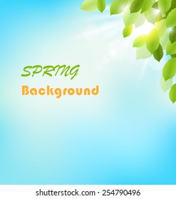 Tree foliage with sunlight on sky. Floral nature spring background