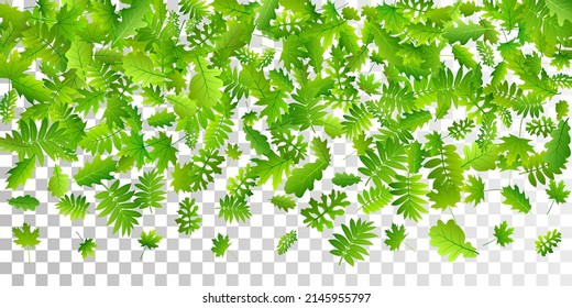 Tree foliage vivid vector background. Herbarium tree foliage closeup. Mix of many different leaves falling. Botanical natural illustration. Plant elements lush backdrop.