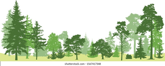 Tree forest vector. Isolated set trees evergreen pine