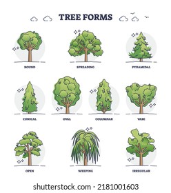 Tree forms or wood vegetation shapes with various examples outline collection. Labeled educational variation set with different forest plants and biological division and types vector illustration.